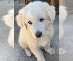 Small Photo #4 Great Pyrenees Puppy For Sale in SEBASTOPOL, CA, USA