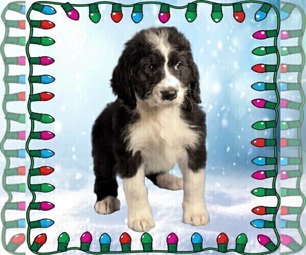 Medium Photo #46 Bernedoodle Puppy For Sale in BLACK FOREST, CO, USA