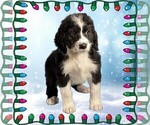 Small Photo #46 Bernedoodle Puppy For Sale in BLACK FOREST, CO, USA