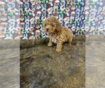 Small Photo #21 Poodle (Toy) Puppy For Sale in PEMBROKE PINES, FL, USA
