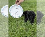 Small #9 Bernedoodle