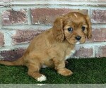 Small #5 Cavalier King Charles Spaniel