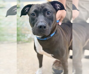 Jack Russell Terrier-Unknown Mix Dogs for adoption in Jackson , NJ, USA