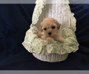 Poodle (Toy) Puppy for Sale in GILBERT, Arizona USA