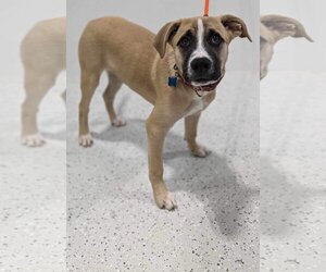 Labrador Retriever Dogs for adoption in Maple Grove, MN, USA