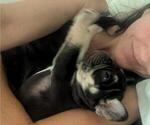 Small #2 French Bulldog
