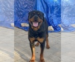 Small Photo #21 Rottweiler Puppy For Sale in FREEPORT, NY, USA