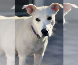 Willow - Female Labrador Retriever-Unknown Mix Dog for Adoption - Photo #2