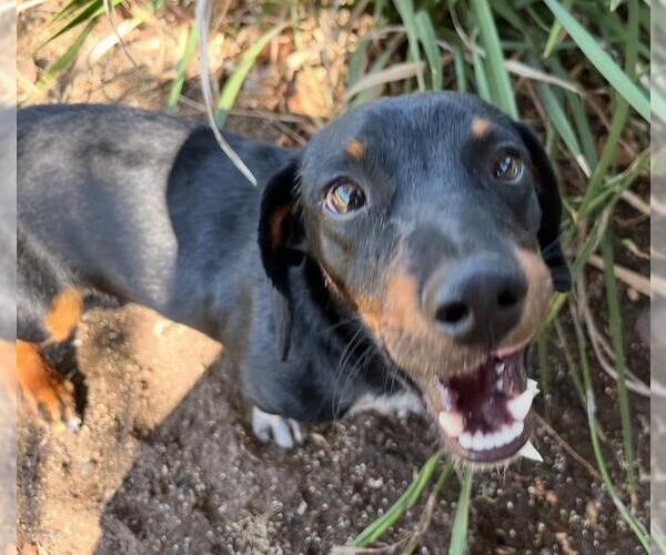Medium Photo #3 Dachshund Puppy For Sale in Los Angeles, CA, USA