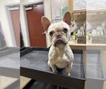 Small French Bulldog