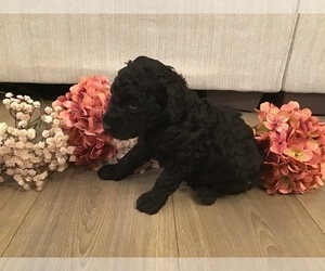 Poodle (Standard) Puppy for Sale in SNOW CAMP, North Carolina USA