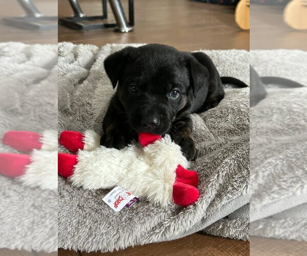 Medium Photo #3 Labrador Retriever-Unknown Mix Puppy For Sale in OKLAHOMA CITY, OK, USA