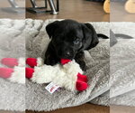Small #2 Labrador Retriever Mix