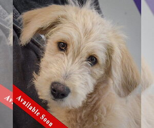 Mutt Dogs for adoption in Huntley, IL, USA