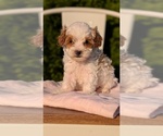Small Photo #12 Cavapoo (Miniature) Puppy For Sale in GOSHEN, IN, USA