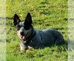 Small Photo #1 Australian Cattle Dog Puppy For Sale in BANGOR, PA, USA