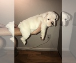 Small Photo #23 Bulldog Puppy For Sale in CHANDLER, AZ, USA