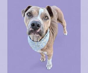 American Pit Bull Terrier Dogs for adoption in Bakersfield, CA, USA