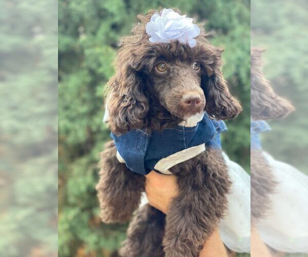 Medium Photo #6 Poodle (Toy) Puppy For Sale in PALO ALTO, CA, USA