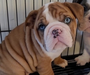English Bulldog Puppy for sale in NORFOLK, VA, USA