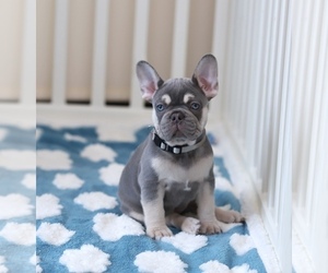 French Bulldog Puppy for Sale in GREENPORT, New York USA