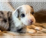 Small #1 Australian Shepherd