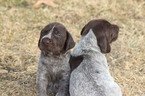 Small German Wirehaired Pointer