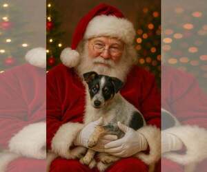 Australian Shepherd-Cardigan Welsh Corgi Mix Dogs for adoption in Sanford, FL, USA