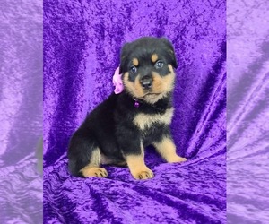 Rottweiler Puppy for Sale in OCALA, Florida USA