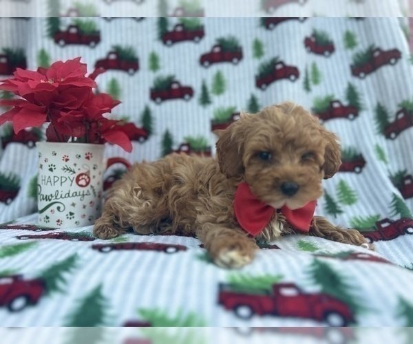 Medium Photo #6 Cock-A-Poo Puppy For Sale in LAKELAND, FL, USA