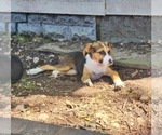 Small #6 Beagle