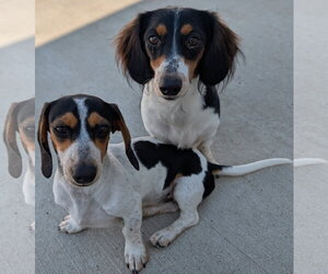Dachshund Dogs for adoption in Shelbyville, TN, USA