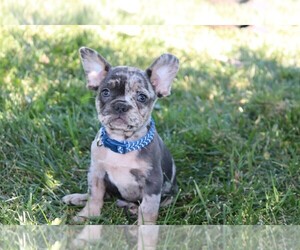 French Bulldog Puppy for sale in WOOSTER, OH, USA