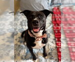Small #1 American Staffordshire Terrier Mix