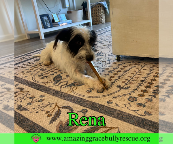 Medium Photo #8 Mutt Puppy For Sale in Pensacola, FL, USA