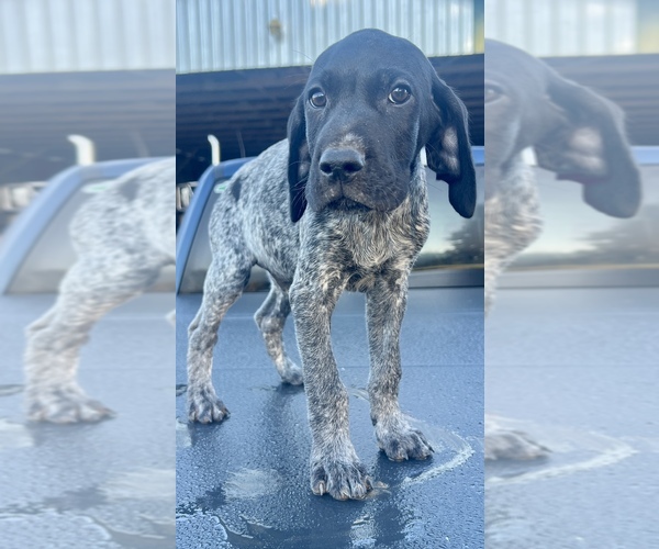 Medium Photo #1 German Shorthaired Pointer Puppy For Sale in WARSAW, NC, USA