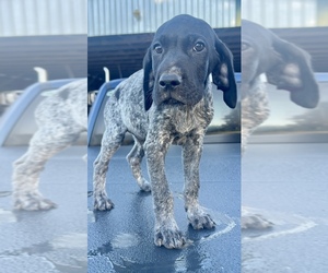 German Shorthaired Pointer Puppy for sale in WARSAW, NC, USA