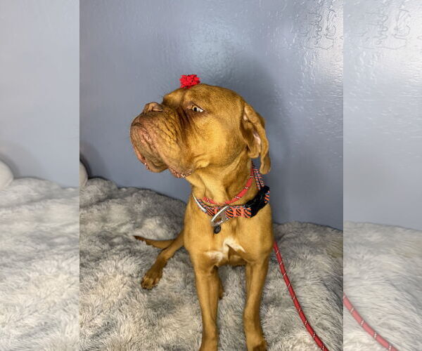 Medium Photo #2 Dogue de Bordeaux Puppy For Sale in Goodyear, AZ, USA
