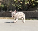 Small #4 French Bulldog