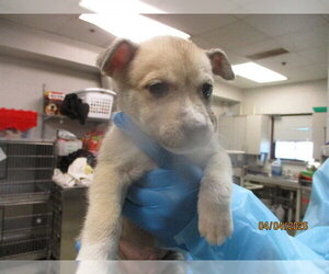 Mutt Dogs for adoption in Oklahoma City, OK, USA