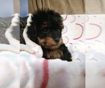 Small #6 Poodle (Toy)