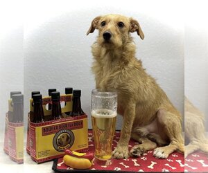 ShiChi Dogs for adoption in Arcadia, FL, USA