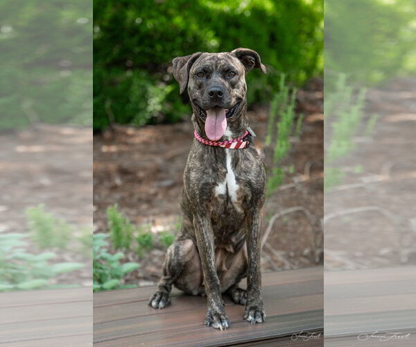 Medium Photo #3 Labrador Retriever-Unknown Mix Puppy For Sale in Holly Springs, NC, USA