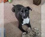 Small #3 American Pit Bull Terrier-Huskies  Mix