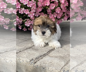 Havanese Puppy for sale in CANOGA, NY, USA