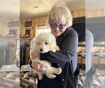 Small Photo #4 Maremma Sheepdog Puppy For Sale in THORN HILL, TN, USA