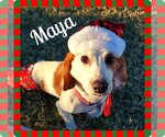 Small Photo #36 Basschshund Puppy For Sale in San Antonio, TX, USA