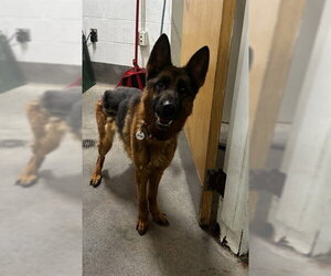 German Shepherd Dog Dogs for adoption in Forestville, MD, USA