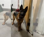 Small German Shepherd Dog