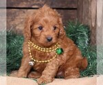 Small #5 Cavapoo